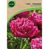 Piwonia KARL ROSENFIELD 1 szt. GEOLIA