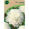 Piwonia SHIRLEY TEMPLE 1 szt. GEOLIA