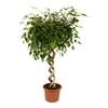 Figowiec Benjamiński MIX 170 cm na pniu