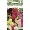 Malwa (Prawoślaz) MIESZANKA nasiona tradycyjne 0.8 g W. LEGUTKO