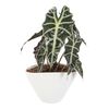Rośliny zielone w osłonce ceramicznej MIX 27 cm