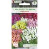 Lwia paszcza niska MIESZANKA nasiona tradycyjne 0.3 g W. LEGUTKO