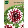 Dalia dekoracyjna DUET 1 szt. GEOLIA