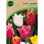 Tulipan strzępiasty MIX 5szt. GEOLIA