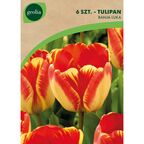 Tulipan Triumph BANJA LUKA 6szt. GEOLIA
