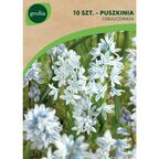 Puszkinia cebulicowata LIBANOTICA 10szt. GEOLIA