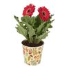 Gerbera w ozdobnej osłonce MIX 22 - 27 cm