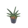 Sansewieria Motum Kenya 30 cm