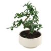Bonsai MIX 30 cm