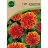 Dalia dekoracyjna BERLINER ORANGE 1 szt. GEOLIA