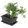 Bonsai MIX 30 cm