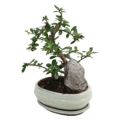  Bonsai  MIX Kwiaty doniczkowe w atrakcyjnej cenie w 