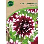 Dalia dekoracyjna MYSTERY DAY 1szt. GEOLIA
