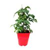 Pomidor balkonowy MIX 30 - 40 cm TWOJA PLANTACJA