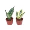 Sansewieria gwinejska Hahni 20 cm