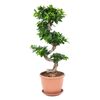 Bonsai Ficus Ginseng 65 - 70 cm