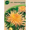 Dalia kaktusowa APRICOT STAR 1 szt. GEOLIA