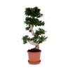 Bonsai Ficus Ginseng 100 cm