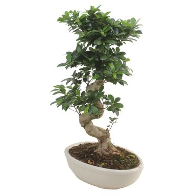  Bonsai  Ficus Ginseng Kwiaty doniczkowe w atrakcyjnej 