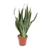 Sansewieria gwinejska 50 cm