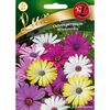 Osteospermum MIESZANKA nasiona tradycyjne 1 g W. LEGUTKO