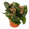 Kalanchoe Red 27 cm
