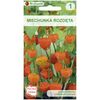 Miechunka rozdęta POMARAŃCZOWA nasiona tradycyjne 0.2 g W. LEGUTKO