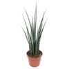 Sansewieria cylindryczna Straight 45 cm