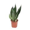 Sansewieria gwinejska Black Coral 45 cm