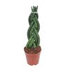 Sansewieria Twister 40 cm