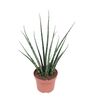Sansewieria bacularis Mikado 40 cm