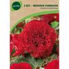 Cebulki kwiatów Begonia strzępiasta ciemnoczerwona 2szt. GEOLIA