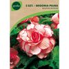 Begonia pełna BOUTON DE ROSE 2 szt. cebulki kwiatów GEOLIA