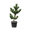 Roślina ogrodowa Sosna czarna 'Oregon Green' 60 - 70 cm