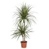 Dracena obrzeżona MIX 100 cm