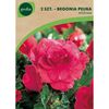 Cebulki kwiatów Begonia pełna różowa 2szt. GEOLIA