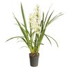 Storczyk Cymbidium 2-3 pędy MIX 75 - 90 cm