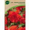Begonia kaskadowa pomarańczowa 2 szt. GEOLIA