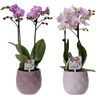 Storczyk Falenopsis Kolibri 2 pędy MIX 50 cm