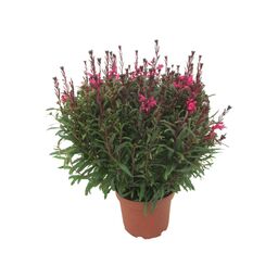 Gaura Lindhemera 40 -50 cm