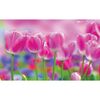 Fototapeta ŁĄKA TULIPANÓW 368 x 254 cm