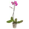 Storczyk Falenopsis 1 pęd MIX 70 cm