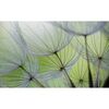 Fototapeta DMUCHAWIEC 152 x 104 cm