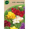 Frezja pełna MIX 10 szt. GEOLIA