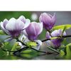 Fototapeta MAGNOLIE 104 x 152 cm
