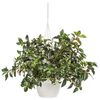 Rośliny wiszące MIX 50 cm