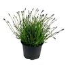 Lawenda wąskolistna 'Essence Blue' 25 - 35 cm