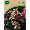 Floks wiechowaty AUREOLE 1 szt. GEOLIA