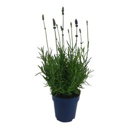 Lawenda wąskolistna Essence Purple 25-30 cm