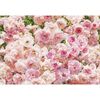Fotografia ścienna ROSA 254 x 368 cm KOMAR